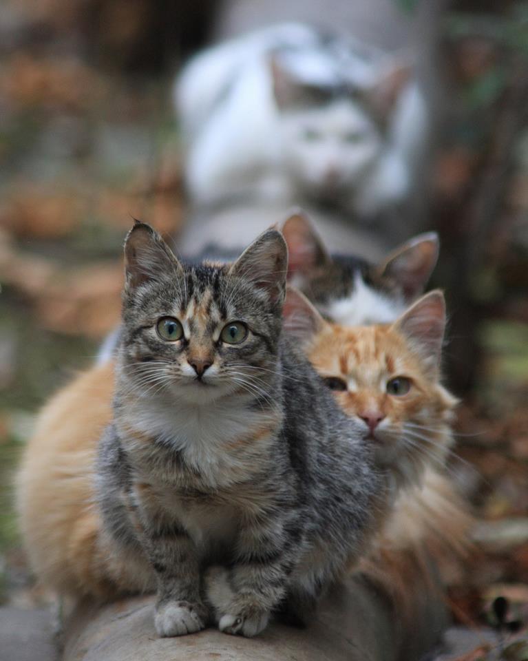 Более 220 тысяч российских котов будут греться зимой от теплотрасс с поврежденной изоляцией