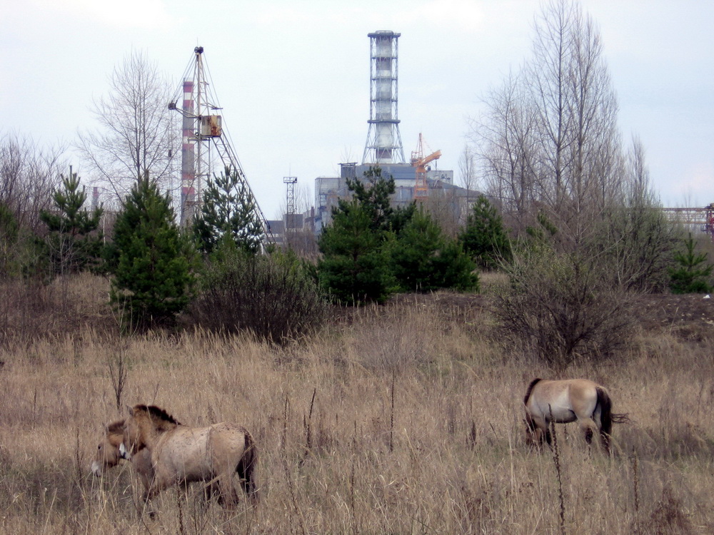 Предзимье в Чернобыле